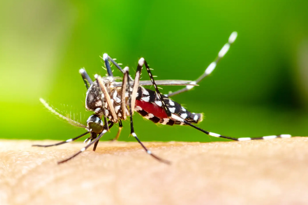 Mosquito
